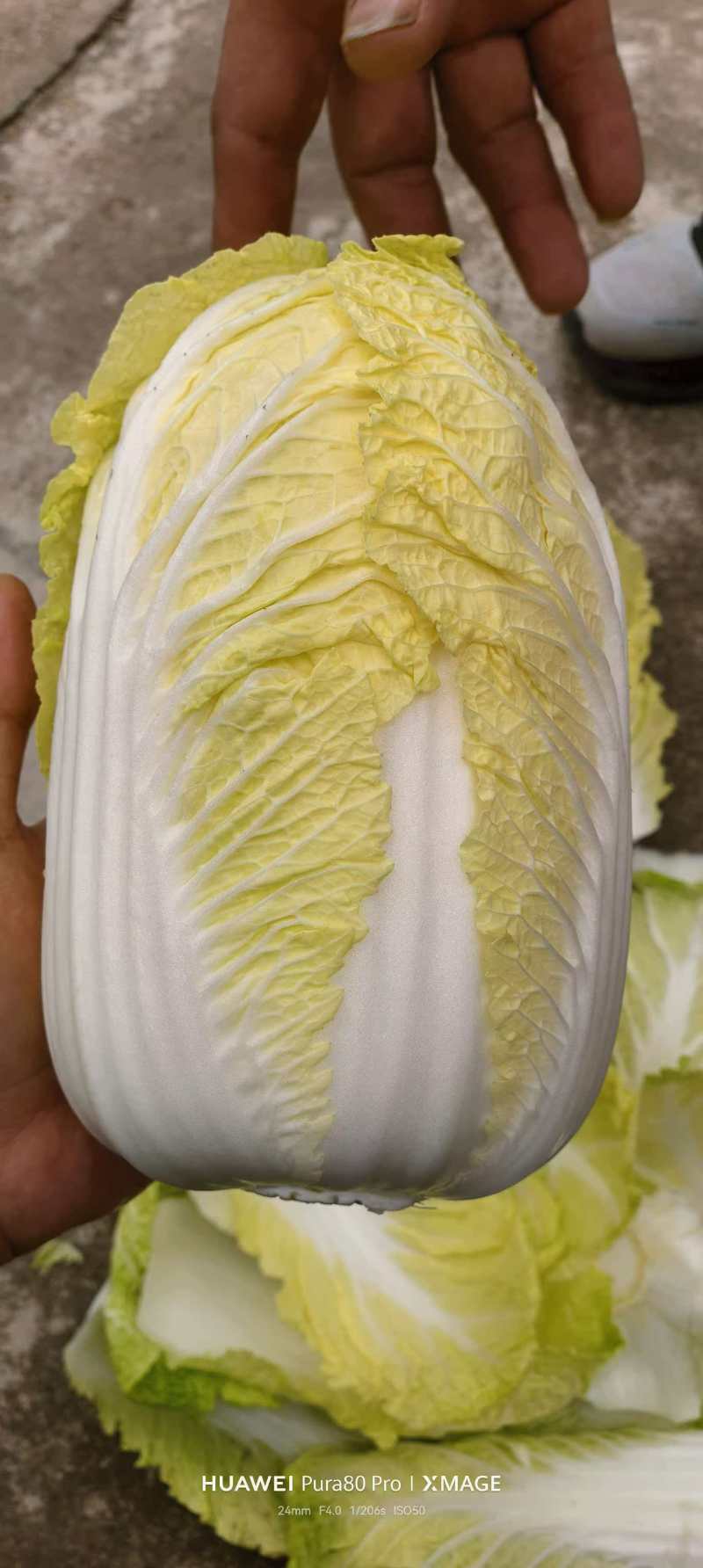冷库大娃娃菜，小娃娃菜开始出货