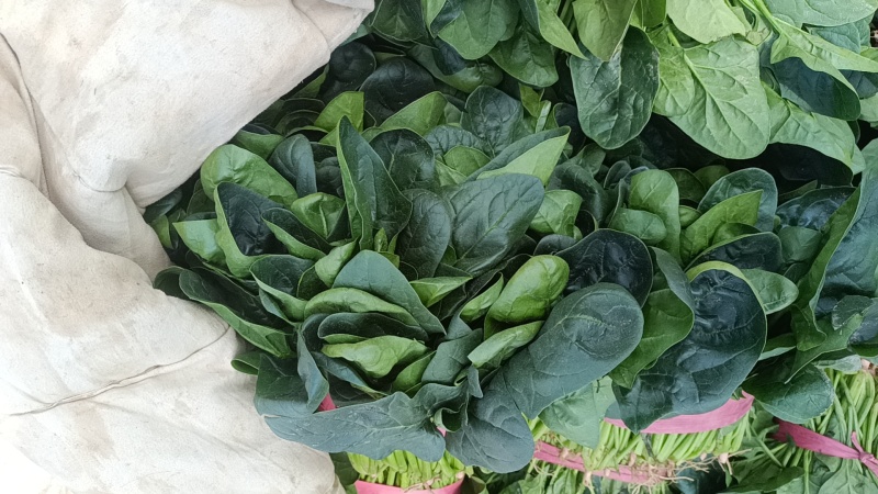 大叶菠菜量大从优
