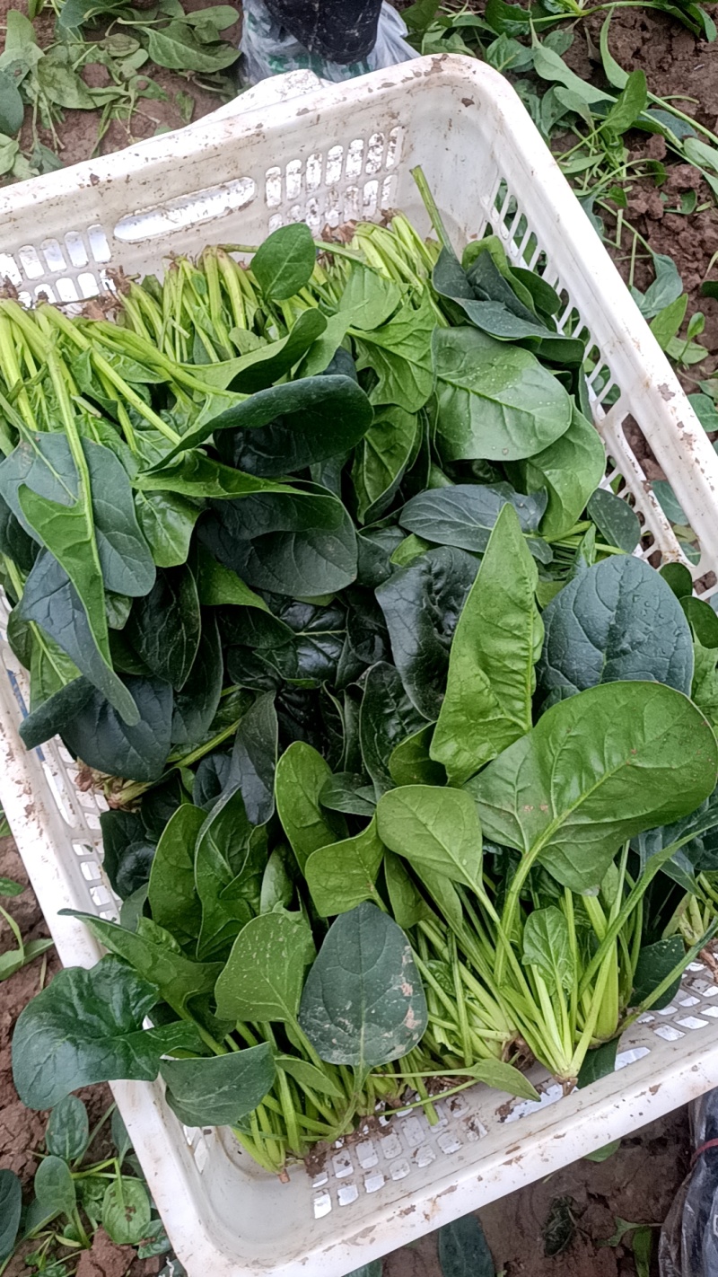 大叶菠菜量大从优