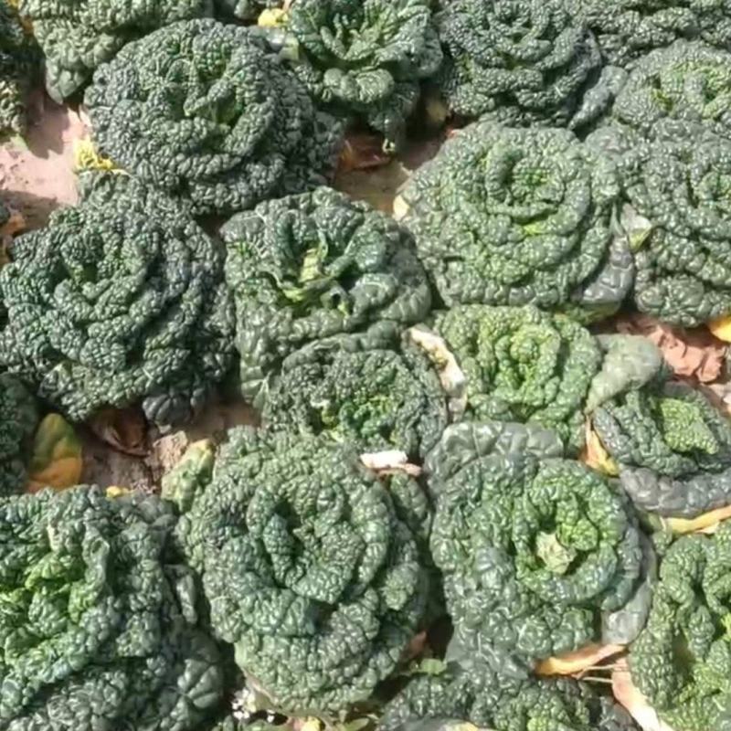 青色的花心菜。也叫黑乌心菜。