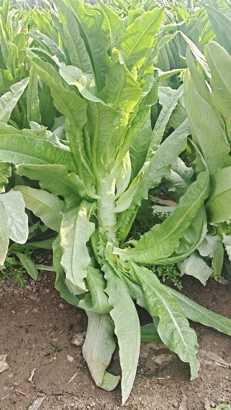 莴苣继续走货