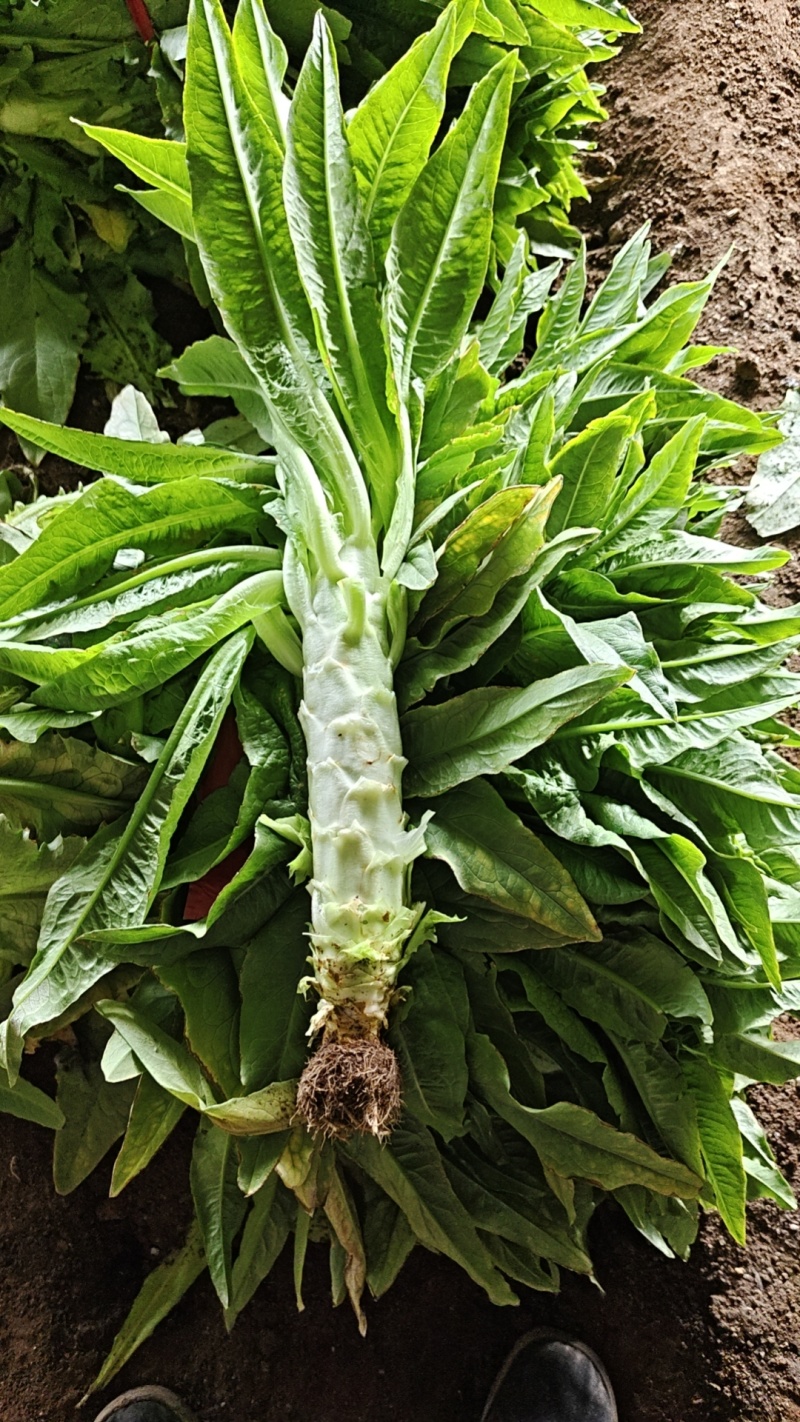 莴苣继续走货