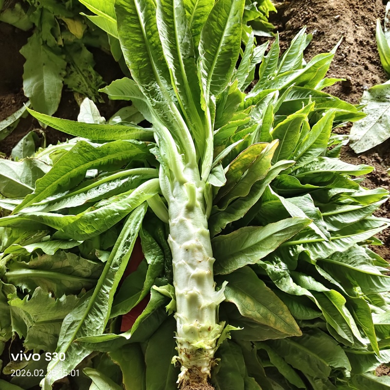 莴苣继续走货