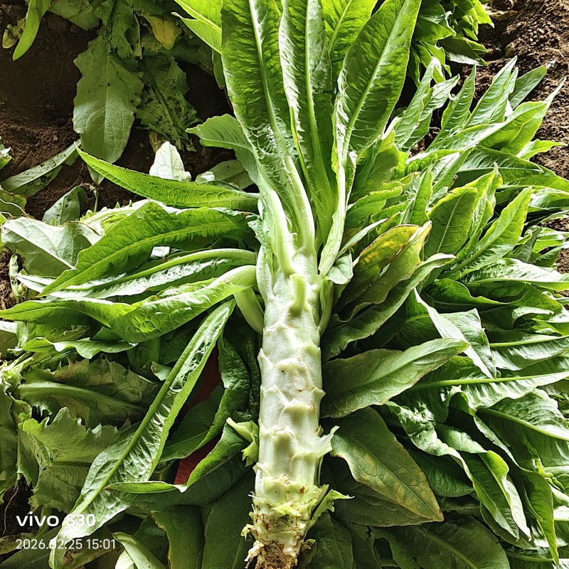 莴苣继续走货