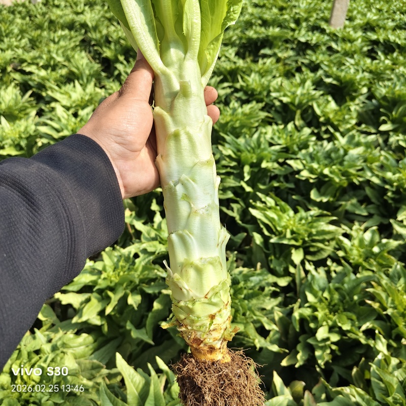 莴苣继续走货