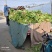 莴苣继续走货