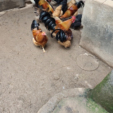 活土母鸡