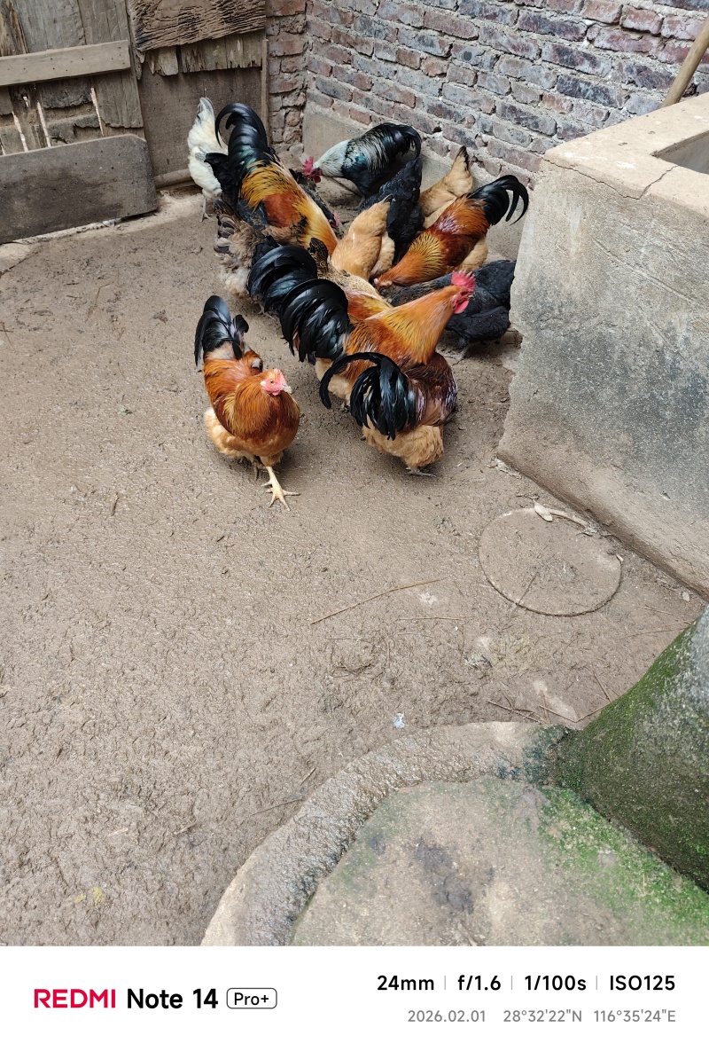 活土母鸡