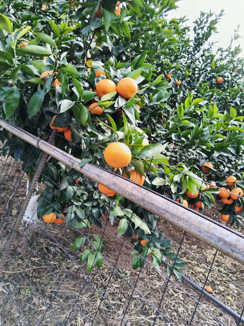 本地沃柑