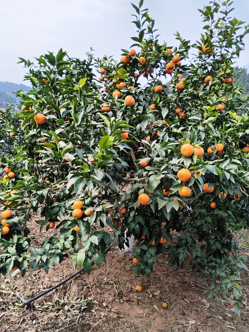 本地沃柑