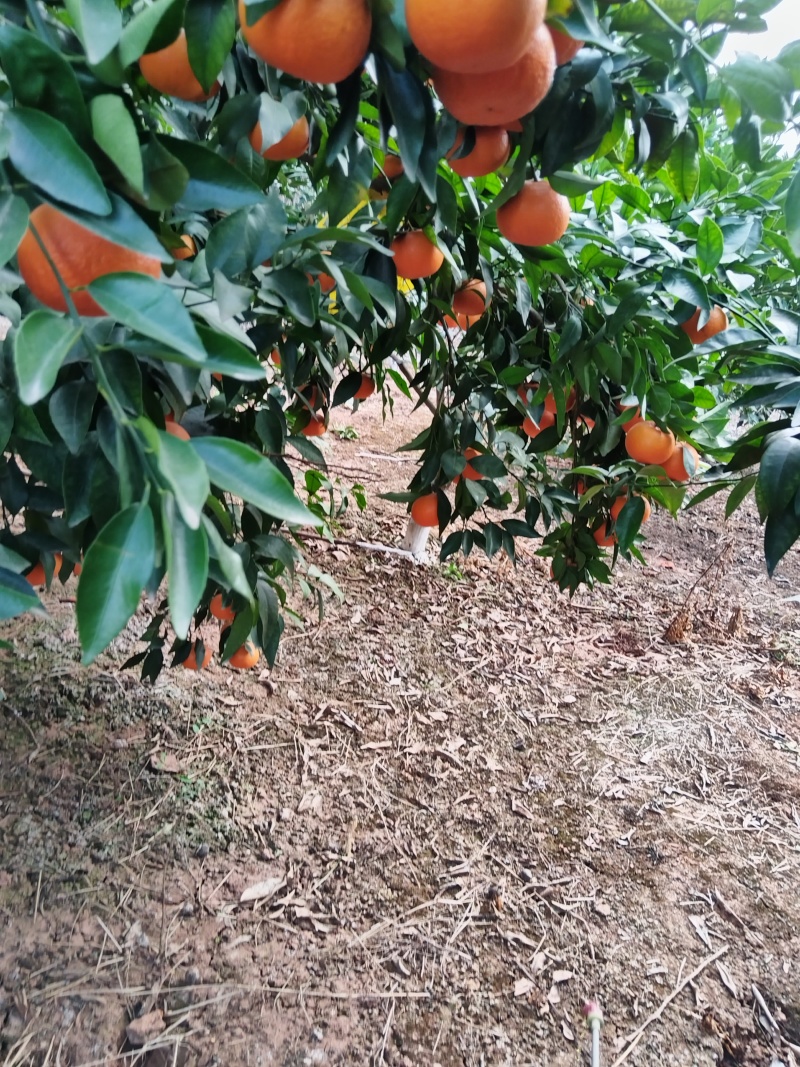 本地沃柑