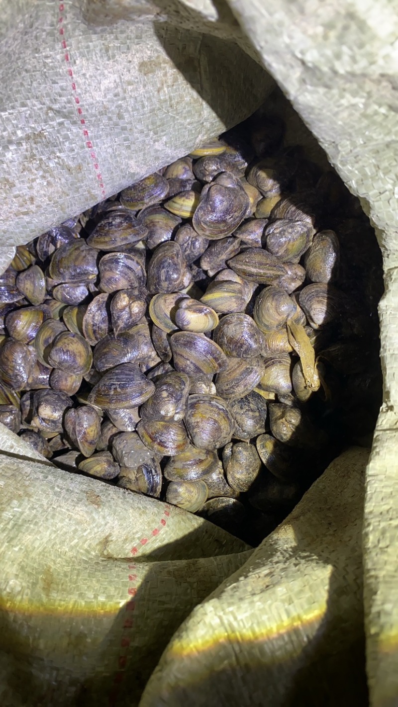 淡水河蚬。一级一手货源。30/60头混货以后细分