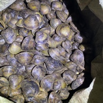 淡水河蚬。一级一手货源。30/60头混货以后细分