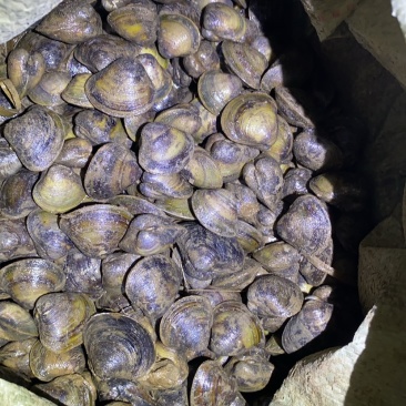 淡水河蚬。一级一手货源。30/60头混货以后细分