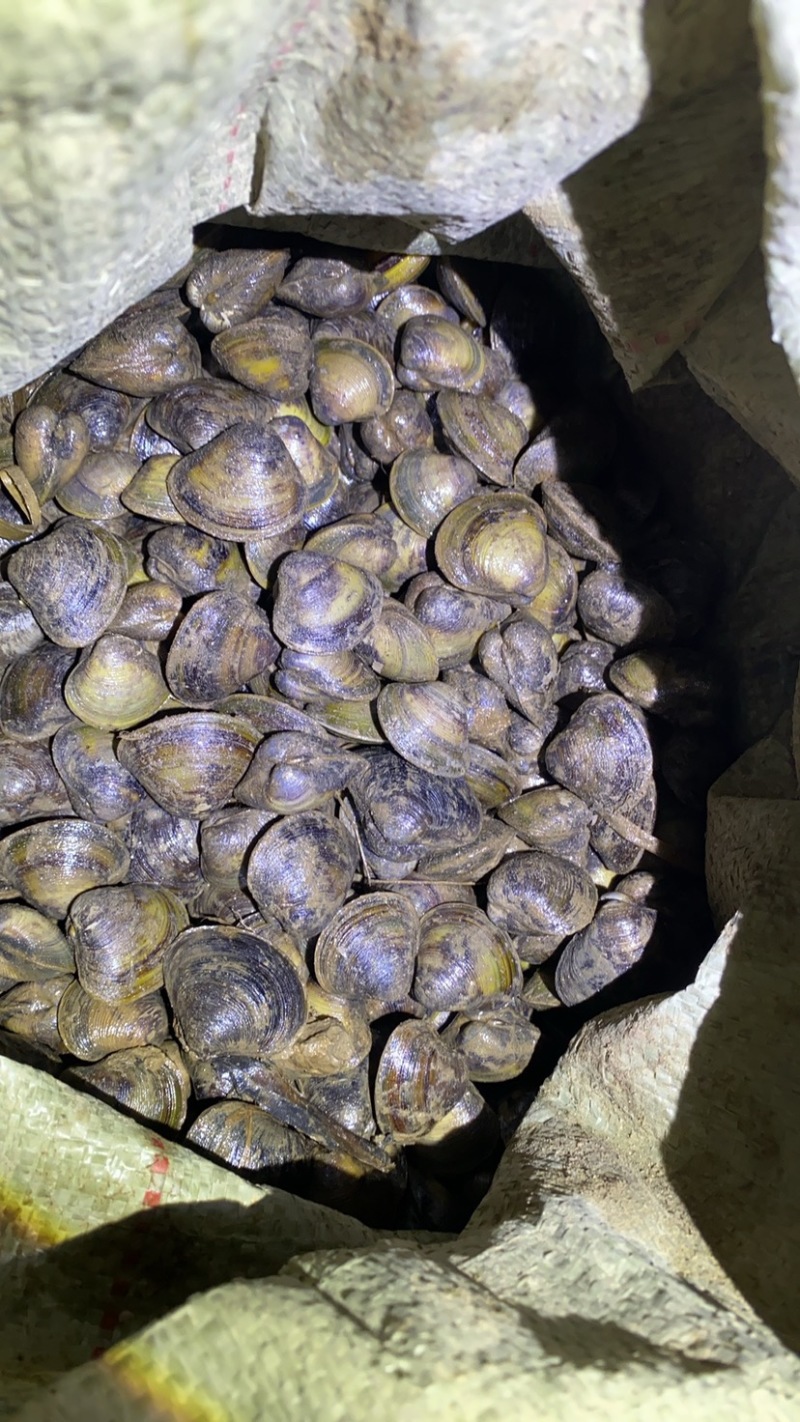 淡水河蚬。一级一手货源。30/60头混货以后细分