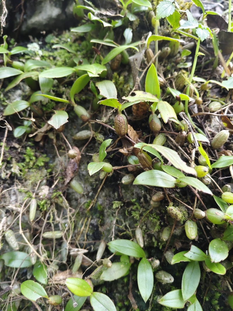 石橄榄（采集于高山）野生质量可靠，味道纯正