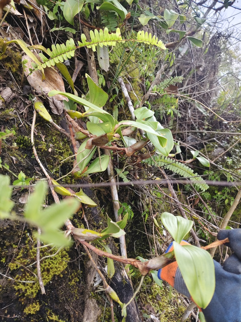 石橄榄（采集于高山）野生质量可靠，味道纯正