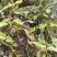 石橄榄（采集于高山）野生质量可靠，味道纯正