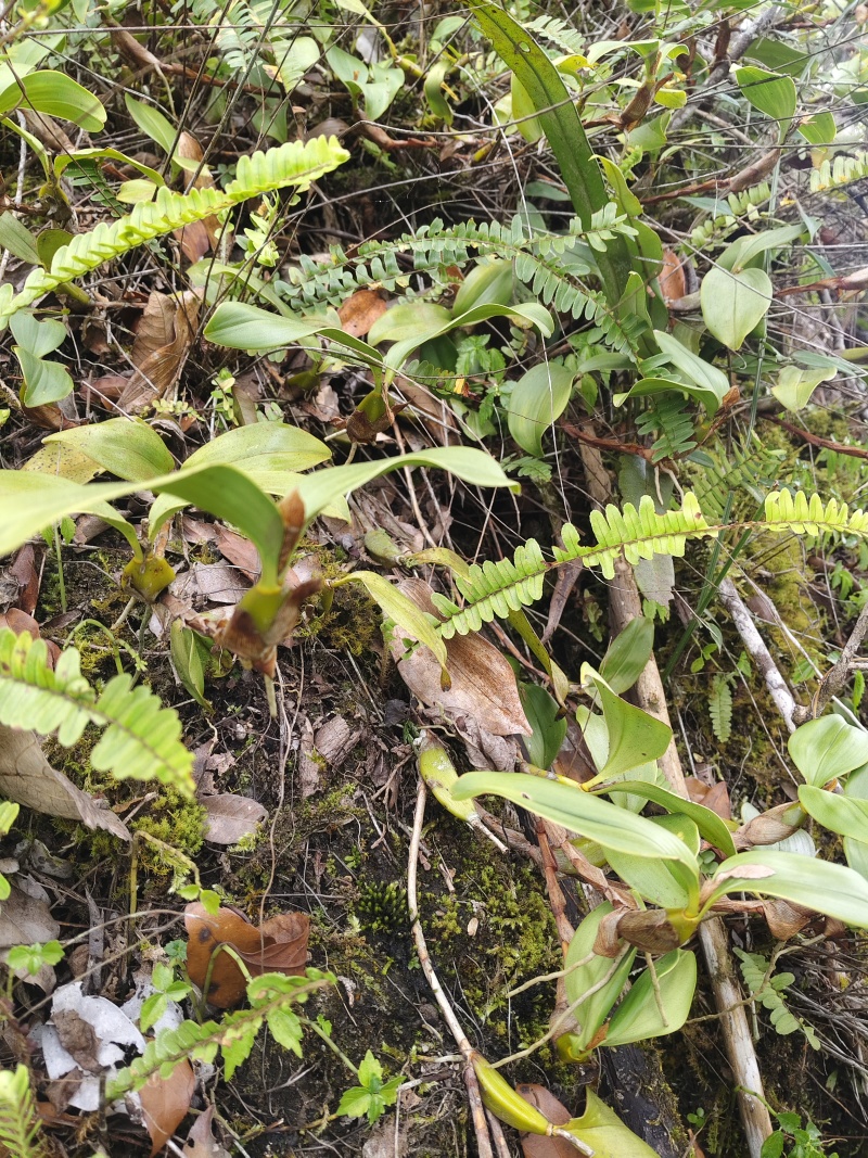 石橄榄（采集于高山）野生质量可靠，味道纯正