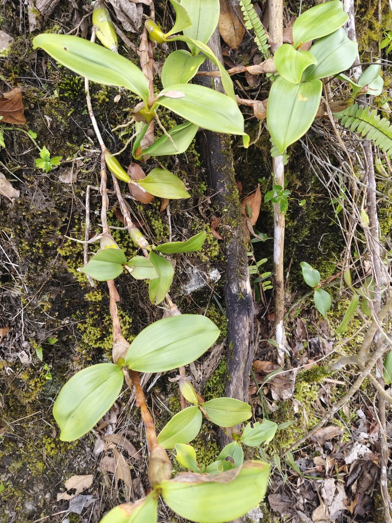 石橄榄（采集于高山）野生质量可靠，味道纯正