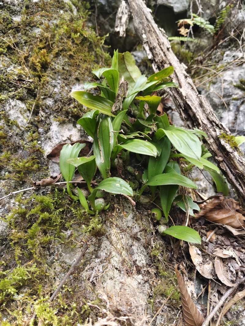 石橄榄（采集于高山）野生质量可靠，味道纯正