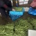 精品无丝豆大量上市中，基地直发，电商供货。