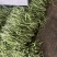 精品无丝豆大量上市中，基地直发，电商供货。