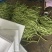 精品无丝豆大量上市中，基地直发，电商供货。