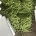 精品无丝豆大量上市中，基地直发，电商供货。