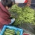 扁豆大量有货。