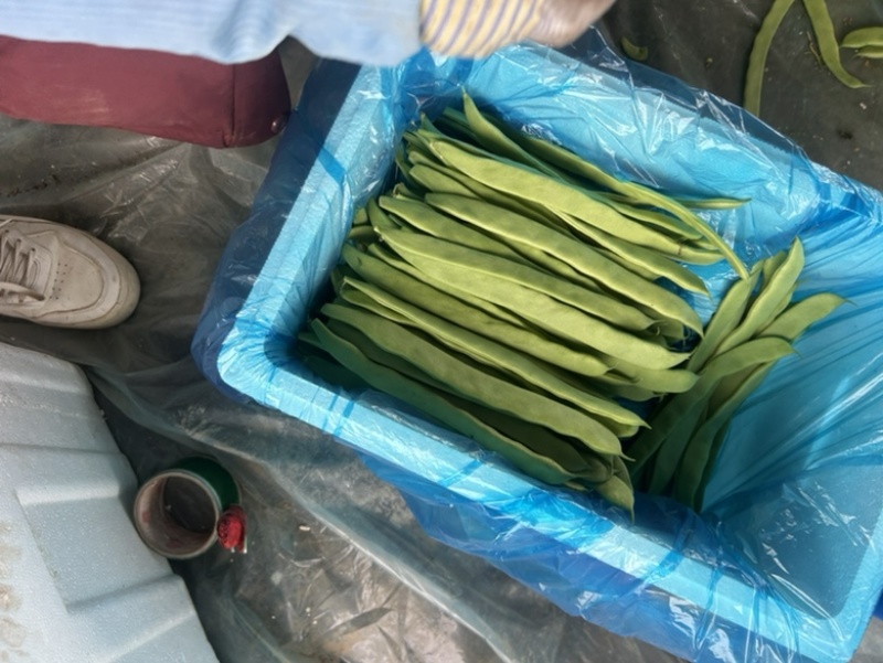 扁豆大量有货。