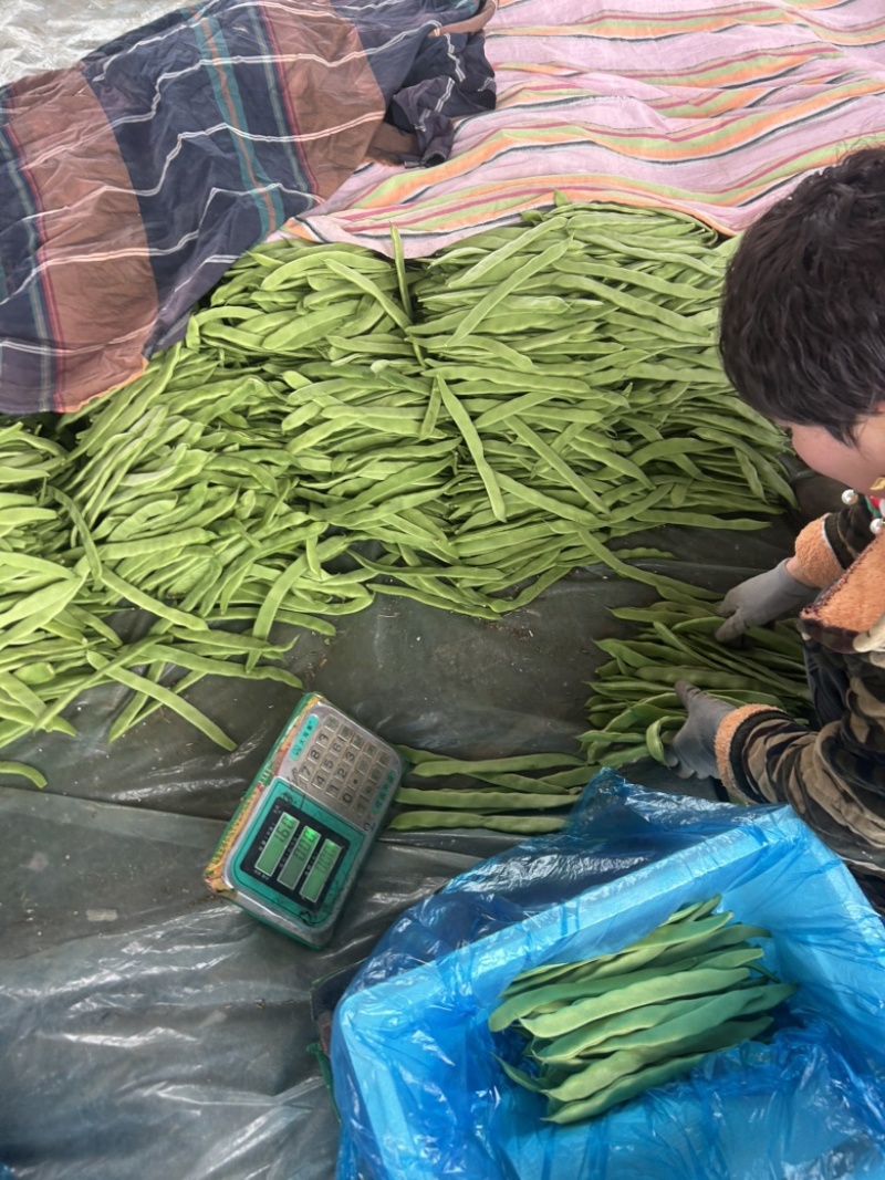 扁豆大量有货。