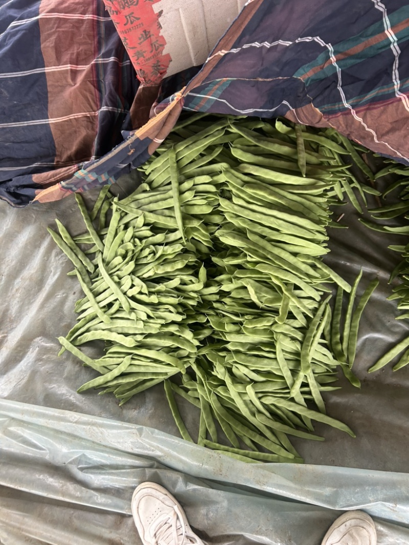 扁豆大量有货。
