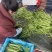 扁豆大量有货。