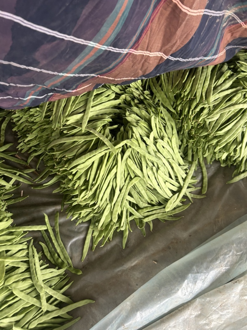 扁豆大量有货。