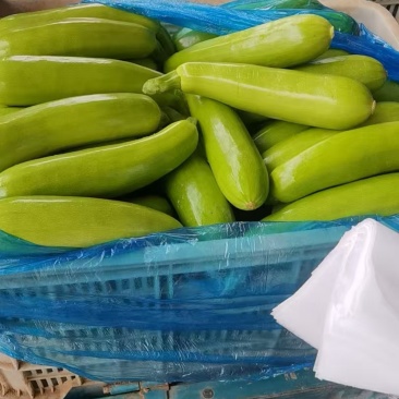 精品西葫基地直发，电商供货。