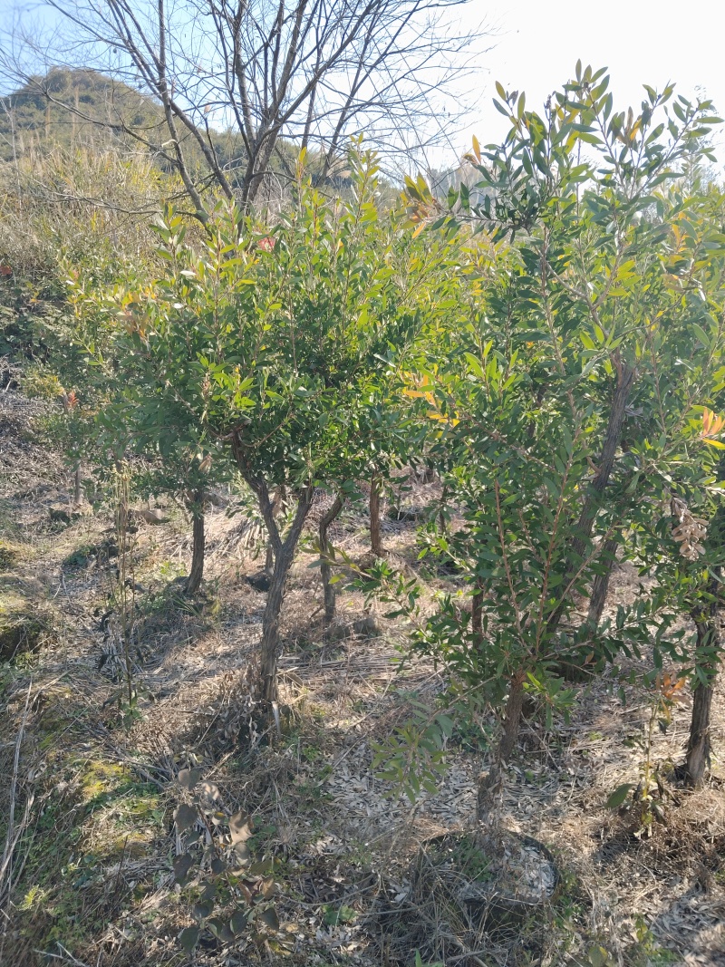美花硬枝红千层