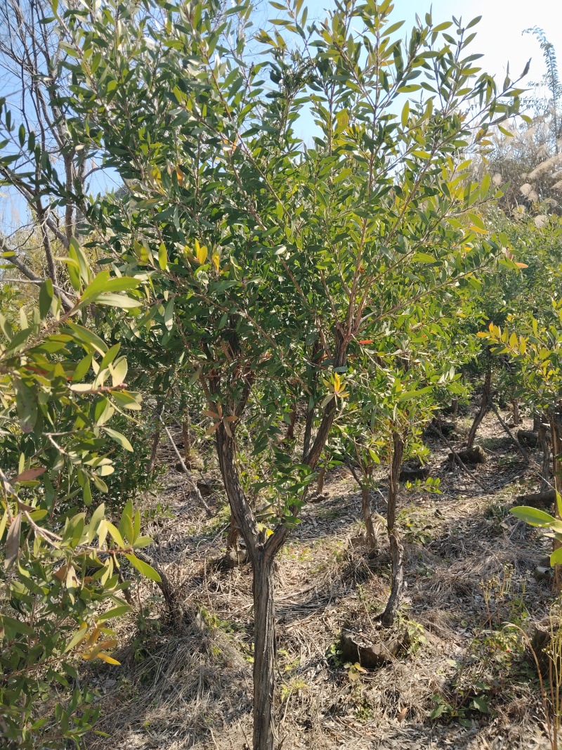 美花硬枝红千层