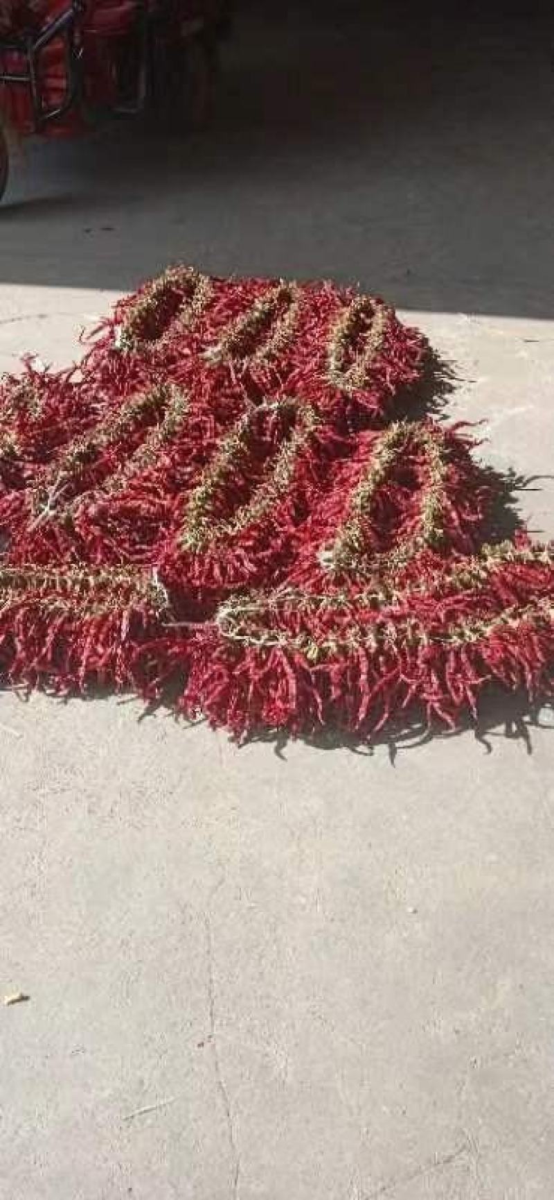 优质精选干线椒