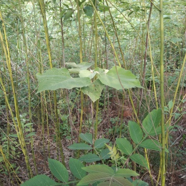 山胡椒树苗