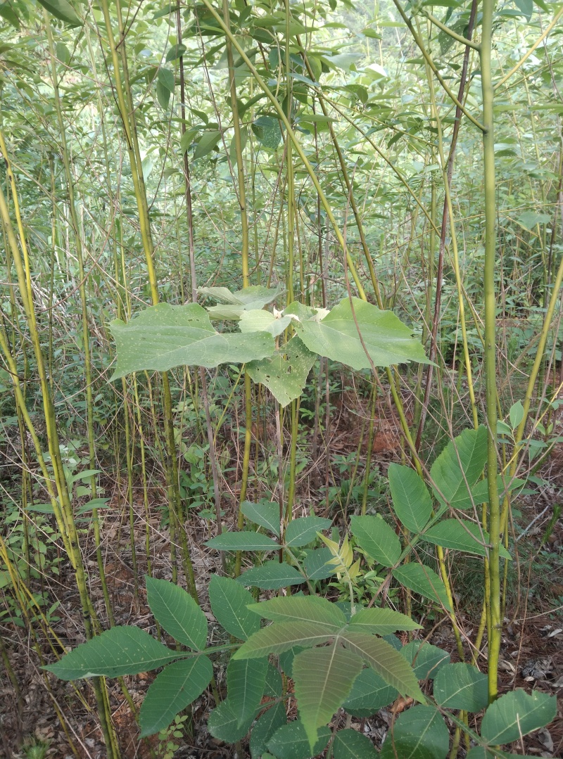 山胡椒树苗