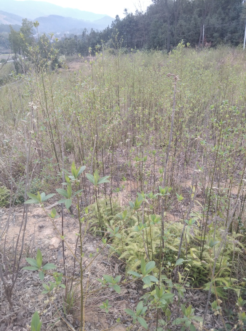 山胡椒树苗
