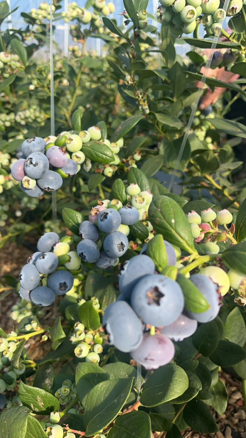 自家蓝莓园先下单再采摘，保证吃到**鲜蓝莓