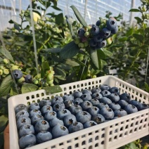 蓝莓花香L25大量上市