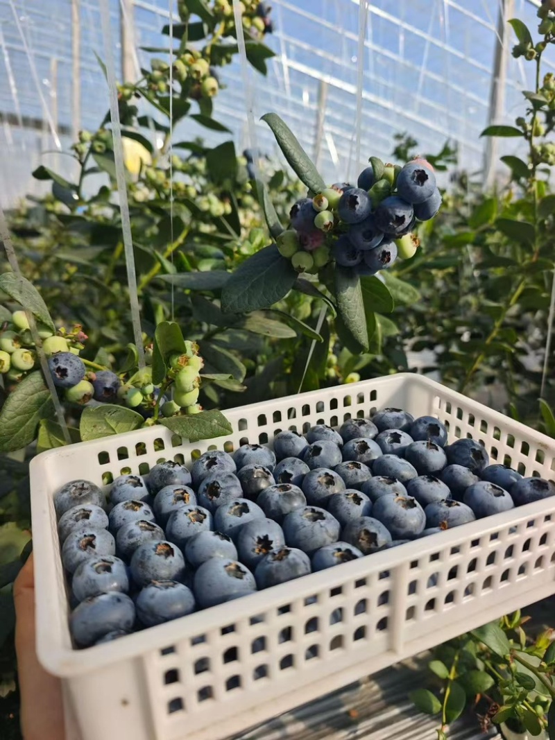 蓝莓花香L25大量上市