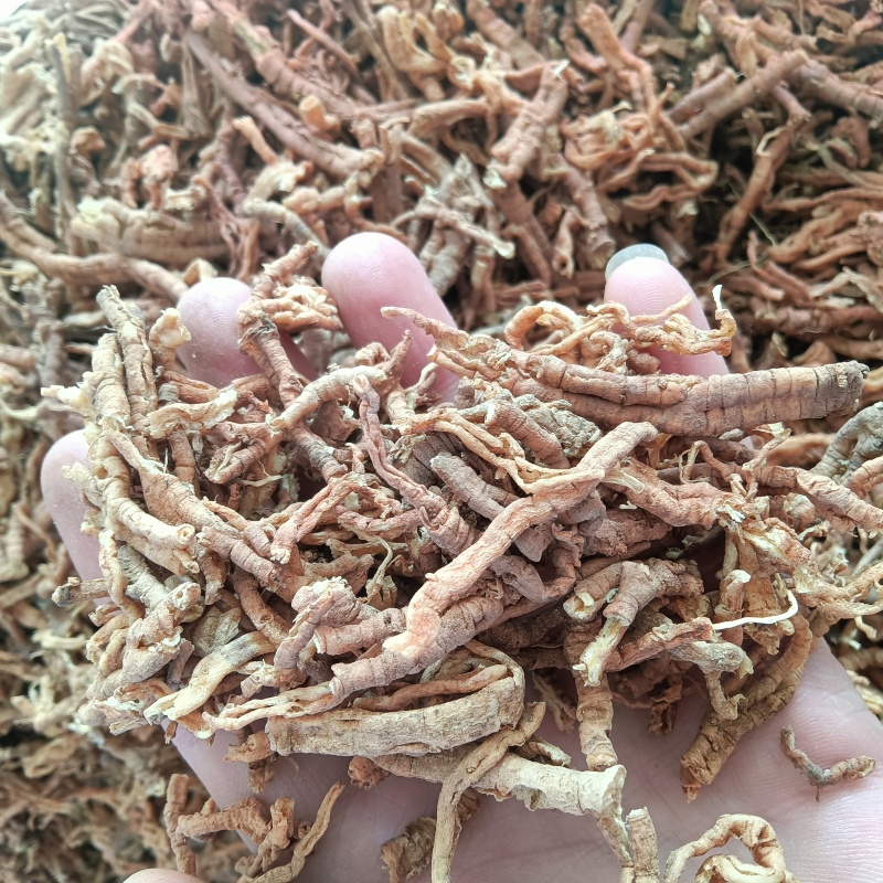 野生远志肉！抽芯率95%以上