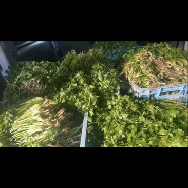 大棚香菜上市