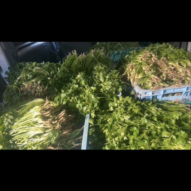 大棚香菜上市