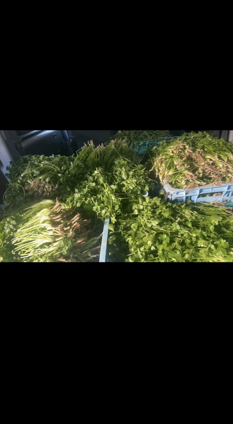 大棚香菜上市
