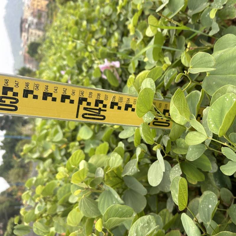 宫粉紫荆绿化苗木自产自销量大优价格优惠